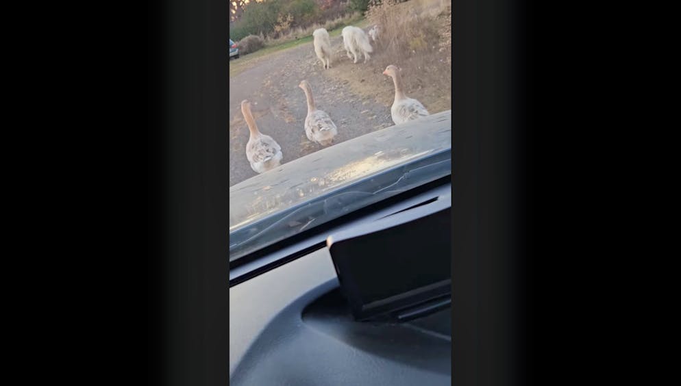 «Mack, was soll ich mit diesen Vögeln machen?»