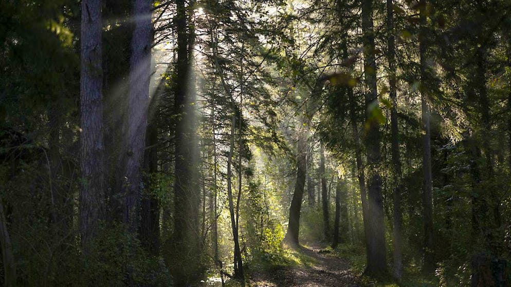 Un paesaggio sangallese nella nebbia.