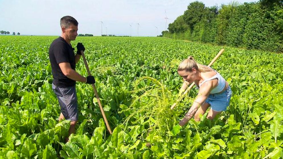 «Bauer sucht Frau»-Liebesfiasko. Winzer Martin muss noch «mehr aus der Reserve kommen», findet Rebecca.