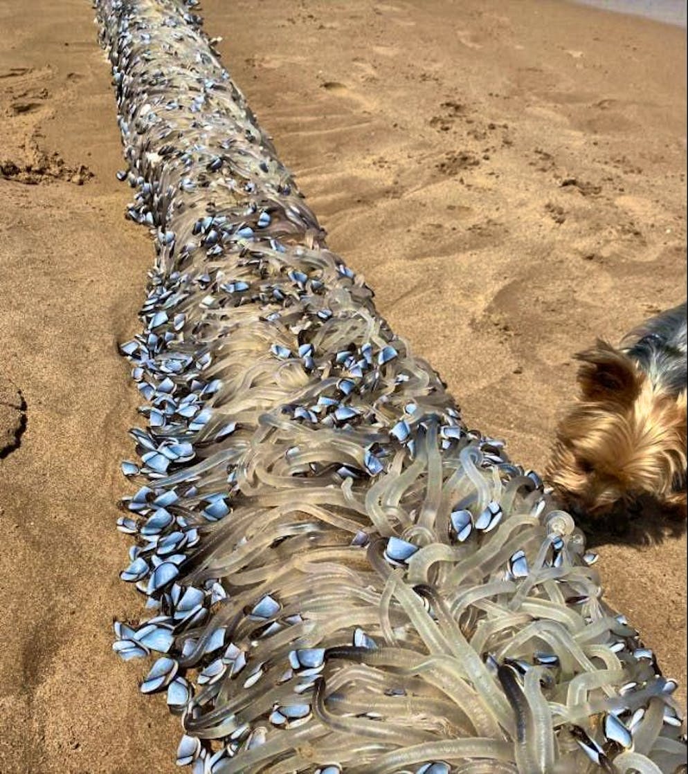 Anche un cane è rimasto a bocca aperta.