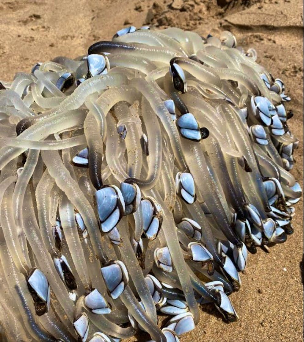 Una misteriosa creatura tentacolare è stata scoperta lunedì su una spiaggia vicino ad Adelaide, in Australia.