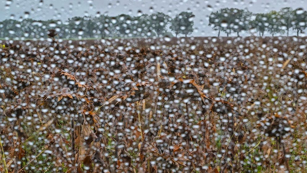 Das nasse und kühle Wetter führte zu einer tieferen Getreideernte. (Symbolbild)