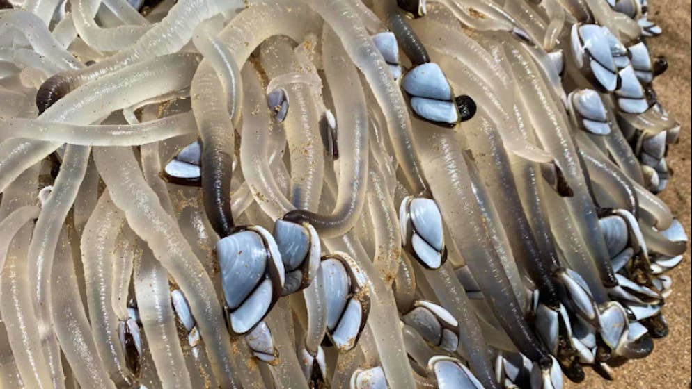 Sbucata dal nulla. Una misteriosa creatura di 3 metri apparsa sulla spiaggia stupisce anche gli esperti