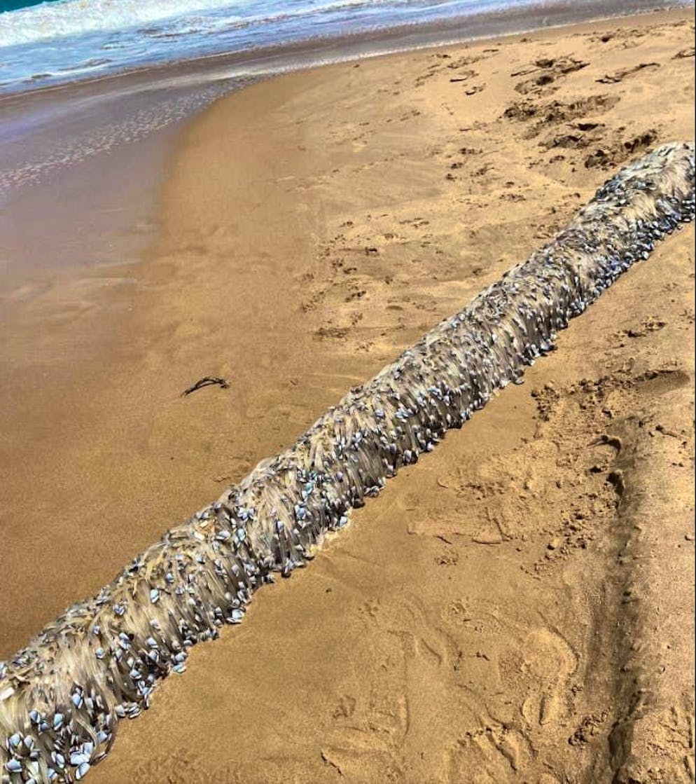 La creatura, ormai morta, è lunga circa tre metri.