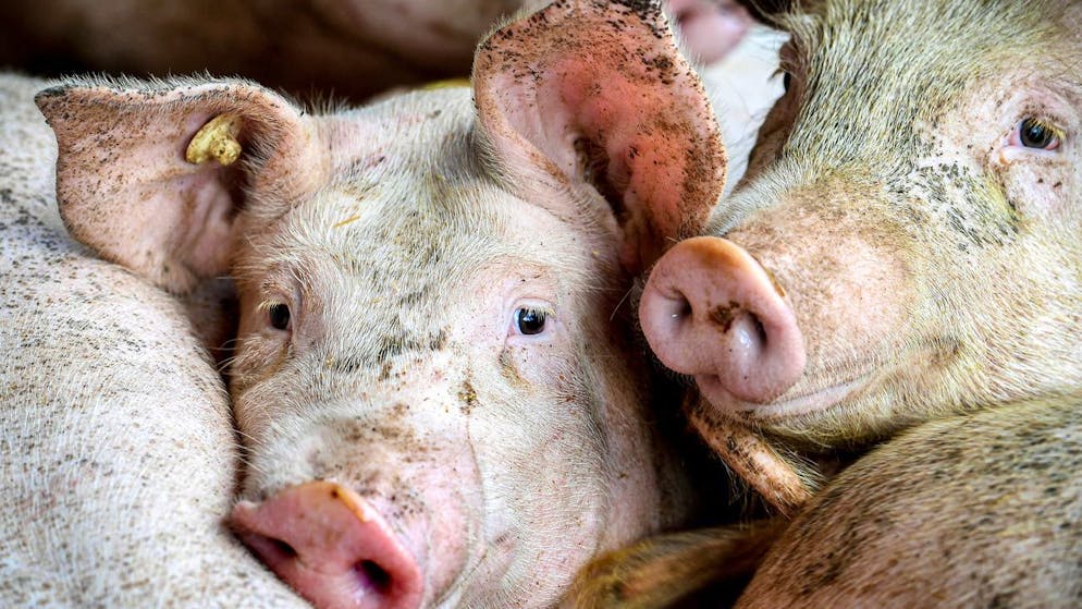 Das Schwein habe sich in derselben Tierhaltung wie das mit H5N1 infiziertem Geflügel befunden, teilte das US-Landwirtschaftsministerium mit. (Themenbild) 