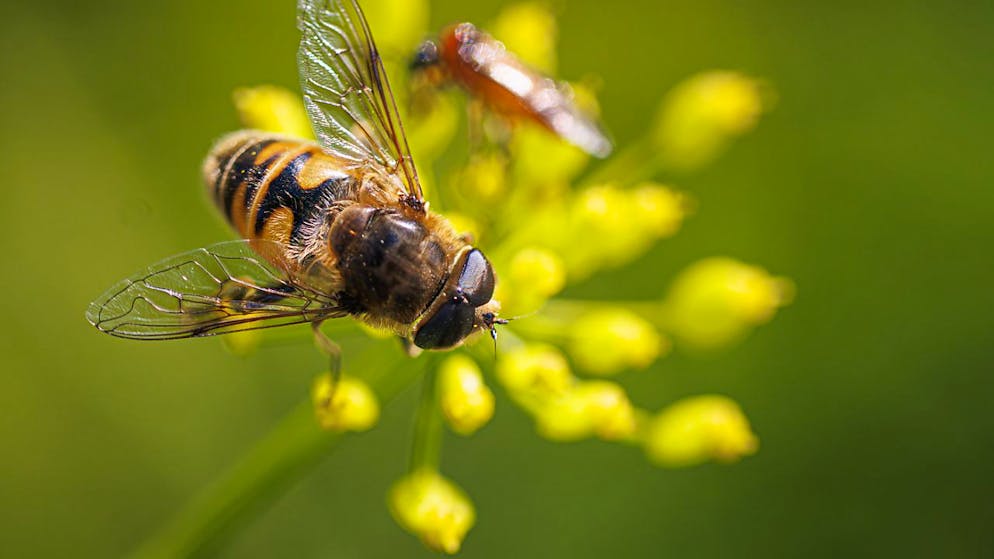 Die Erhaltung von Arten wie der Wildbiene gehört zur Biodiversitätsstrategie der Stadt Freiburg. (Symbolbild)