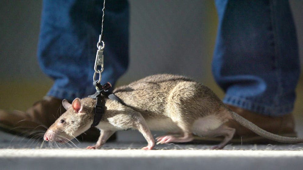 Riesenhamsterratten können nicht gut sehen, doch ihr Geruchssinn ist extrem ausgeprägt. (Archivbild)