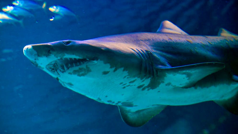 A sand tiger shark on the hunt for prey. It is still unclear what species of shark attacked the surfer. (symbolic image)