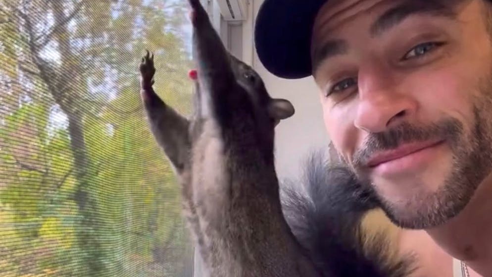 A New York. La polizia confisca e sopprime lo scoiattolo Peanut, star dei social media