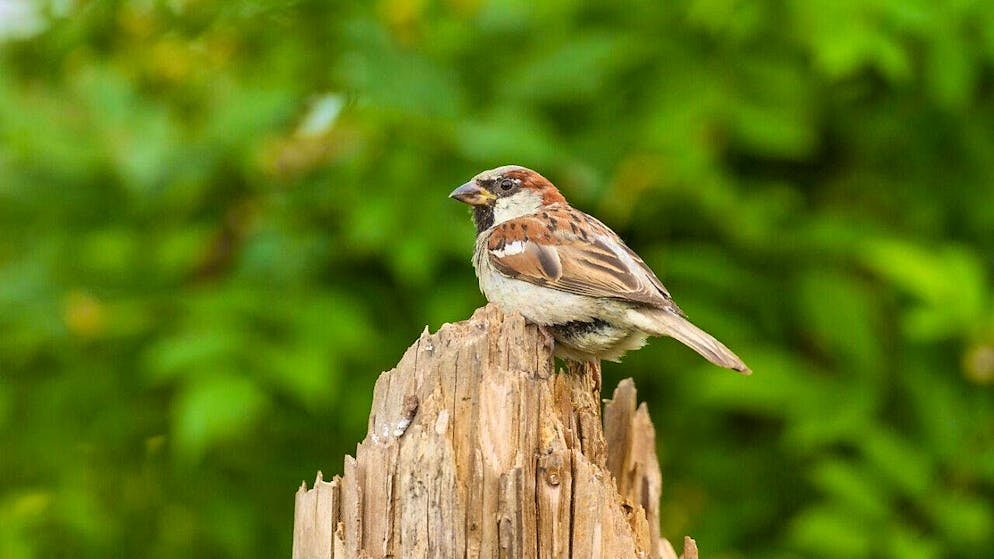 Researchers have found that sparrows are less sociable in old age than when they are younger. (archive picture)