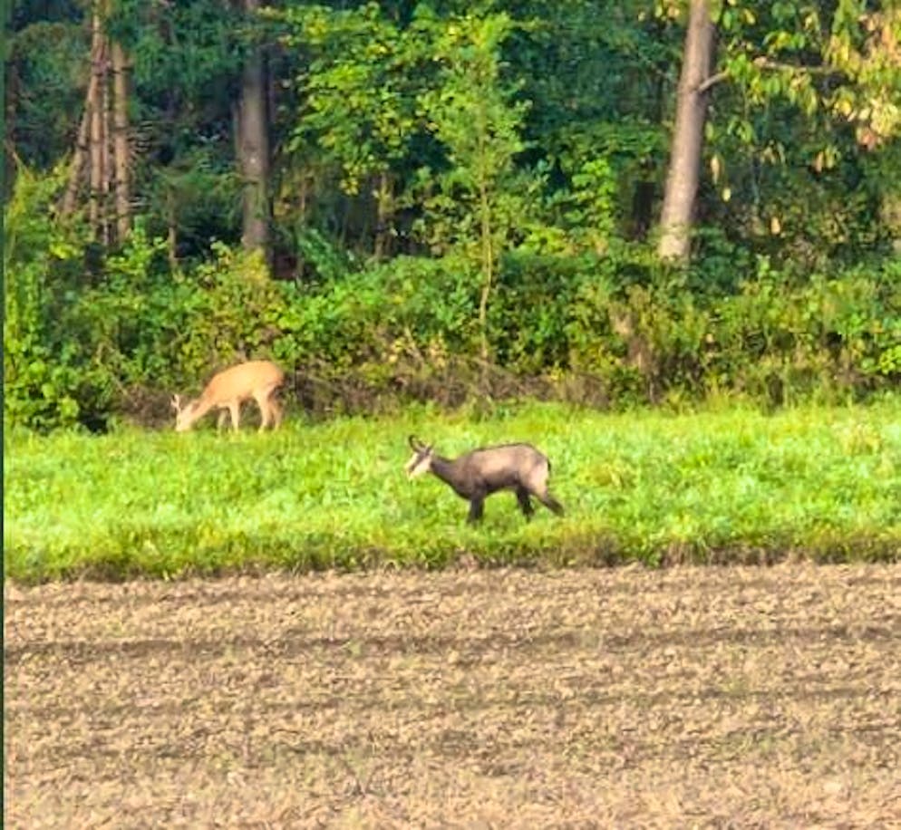 A walker observes a chamois on the Lindberg in Winterthur.