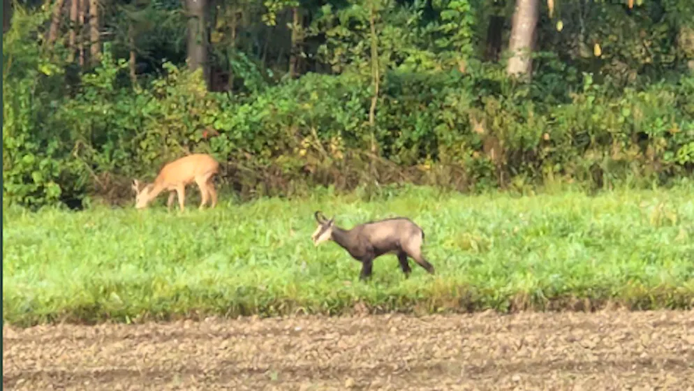 Special encounter on a walk. What is this chamois doing in Winterthur?