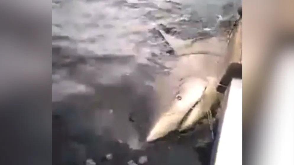 Brutal revenge. Locals beat up shark that attacked a farmer