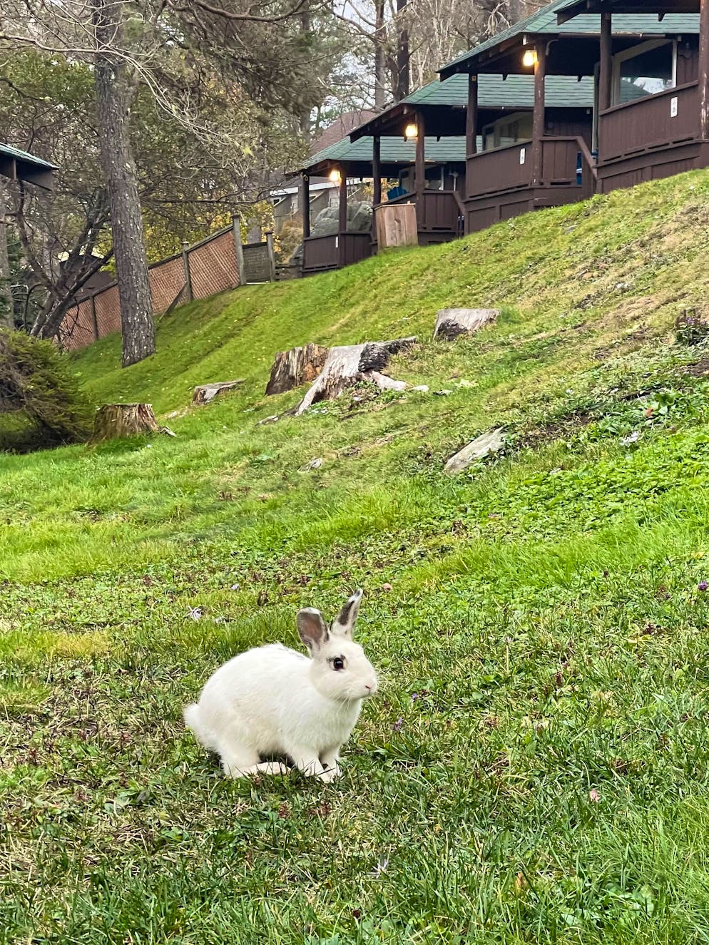 Unterwegs in der kanadischen Provinz: So schön ist Nova Scotia im Herbst. Das Beste am Resort: Beim Einchecken gibt's ein Säckchen mit Hasenfutter, denn überall auf dem Areal findet man Rabbits.