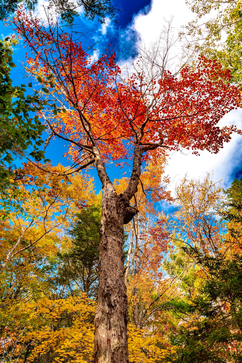 Unterwegs in der kanadischen Provinz: So schön ist Nova Scotia im Herbst. Die Baumkronen leuchten im Herbst. 