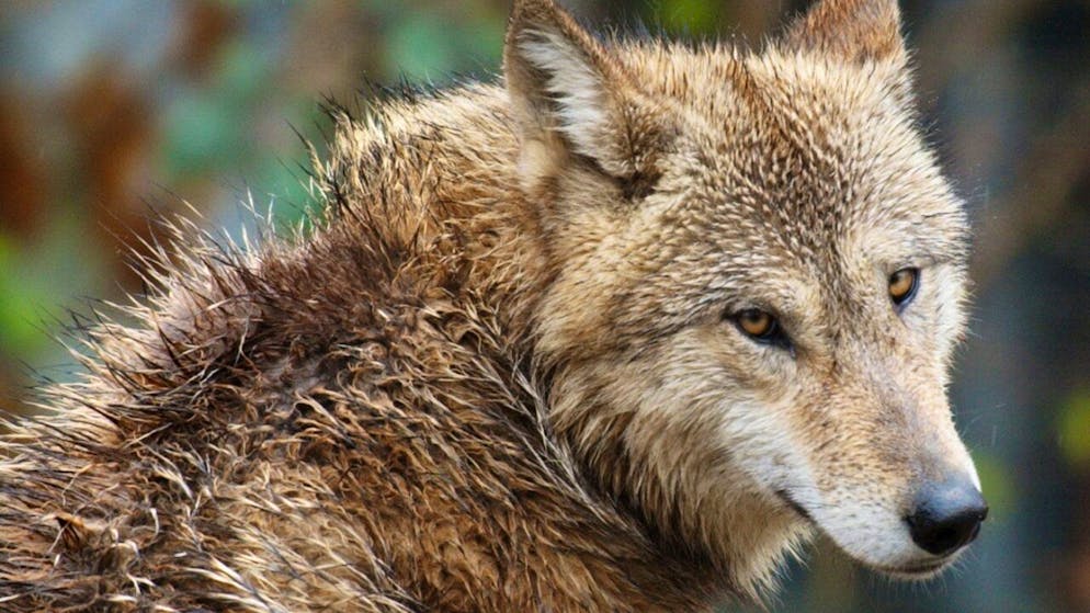 Grandi predatori. Gli ambientalisti: «L'allentamento alla protezione del lupo è un segnale negativo»