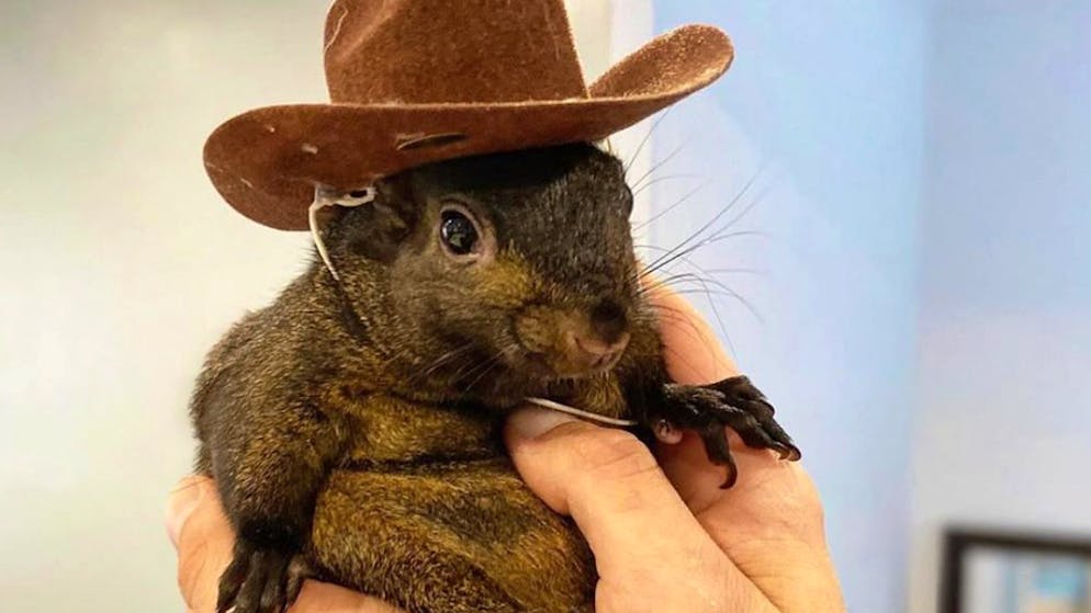 Star-Eichhörnchen eingeschläfert. Peanut ist tot – Trump soll sich «richtig aufregen»