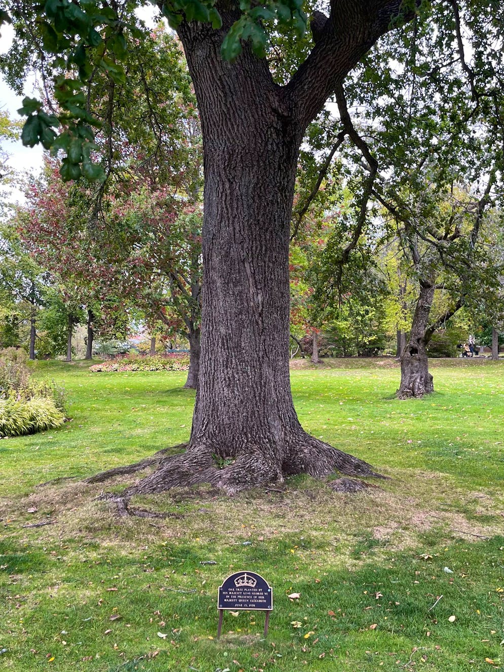 Unterwegs in der kanadischen Provinz: So schön ist Nova Scotia im Herbst. Vor einem grossen Eichenbaum prangt ein Schild, das besagt, König George VI. habe ihn einmal für Königin Elizabeth gepflanzt.