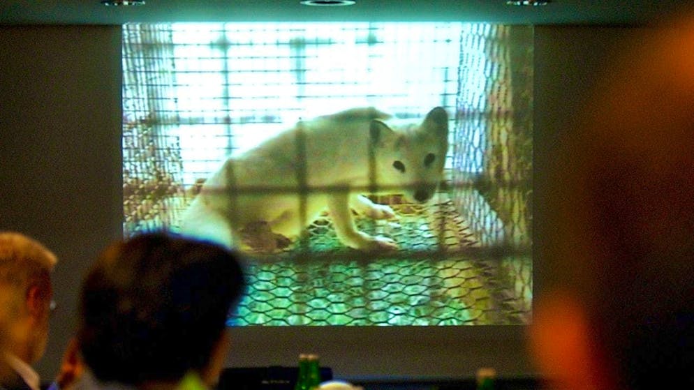 The STS can now focus more on its core task of animal welfare. (archive picture)