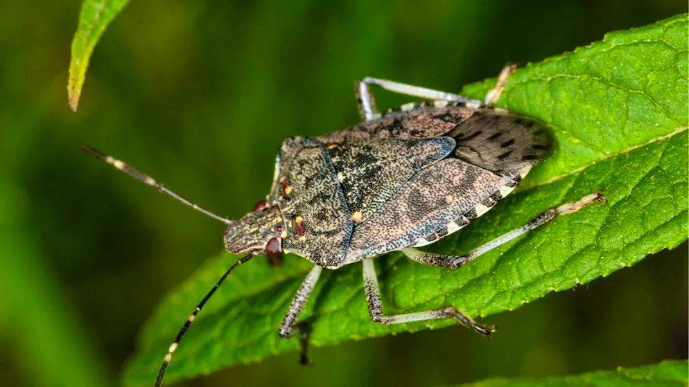 Invasive insect species such as the tree bug continue to spread in Switzerland.