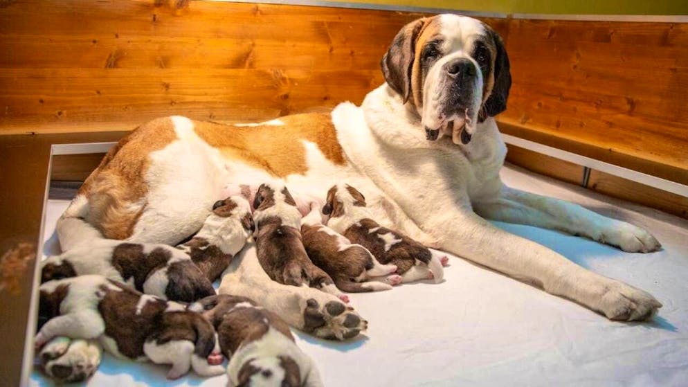 The bitch "Finesse du Grand St. Bernard" with her offspring.