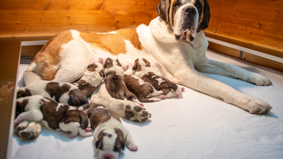 Vallese. Sette nuovi cuccioli di San Bernardo alla Fondazione Barry