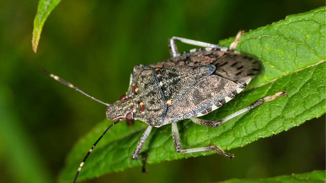 Nature: Alien plants promote the spread of invasive insects | blue News