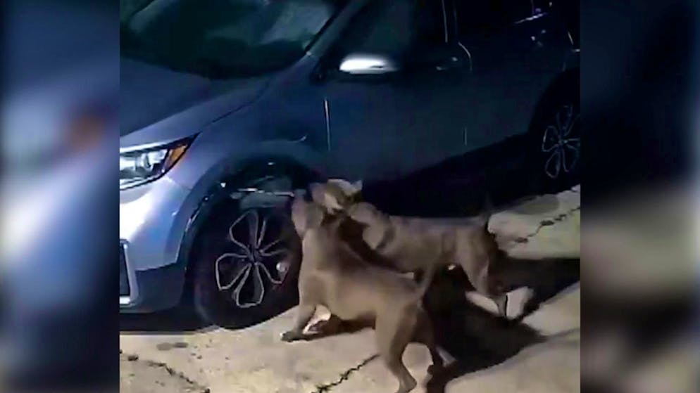 Istinto di caccia. Due pitbull fanno a pezzi un'auto. Il motivo? Guarda il video!