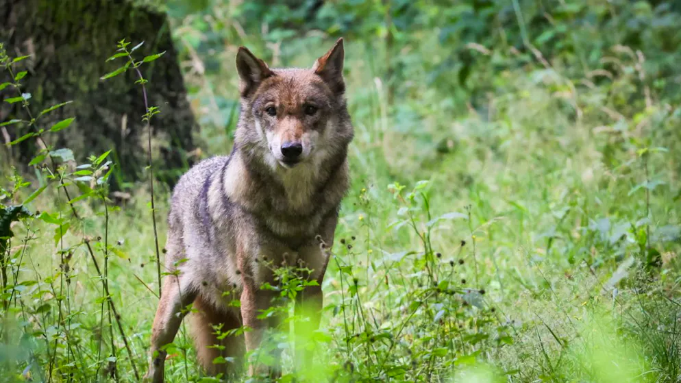 Même si le nombre de loups a augmenté, la Confédération et certains cantons "mènent une politique déconnectée de la réalité", critiquent Bird Life Suisse, le Groupe Loup Suisse (GLS), Pro Natura et le WWF.