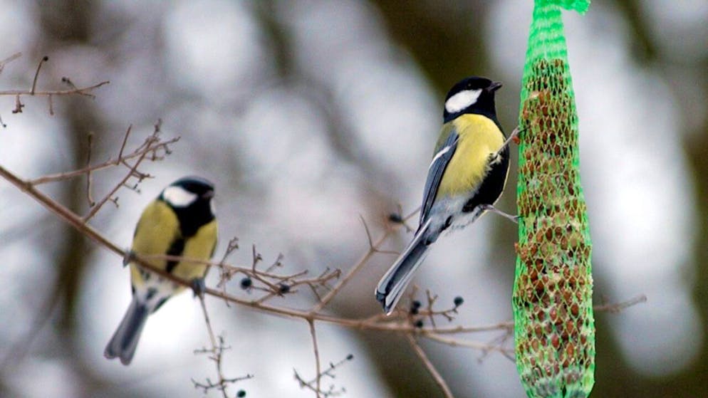 Molti svizzeri comprano cibo per gli uccelli.