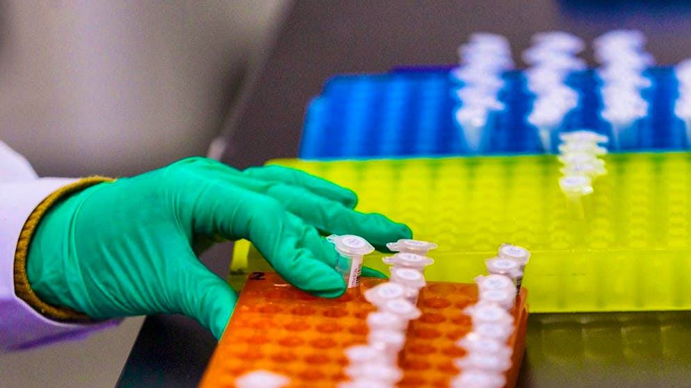 Repair with gene scissors can correct faulty sections of the genome, but can also create new genetic defects. (symbolic image)