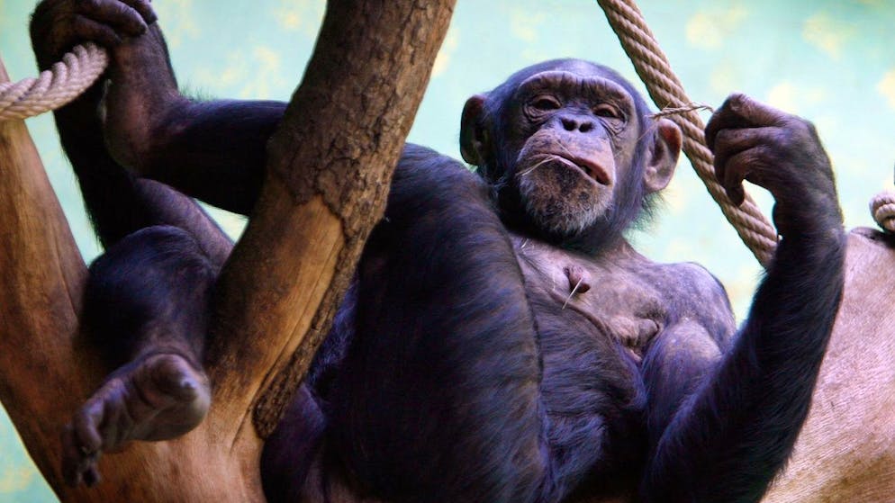 Universe will end before then. No, monkeys will never type Shakespeare's work