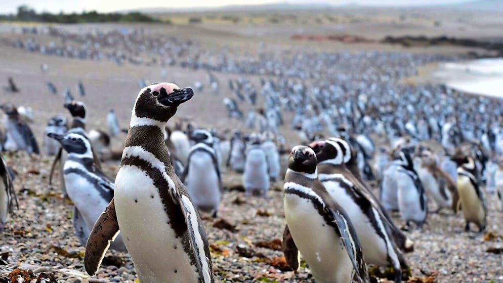 la rie^serva naturale di Punta Tombo, in Patagonia