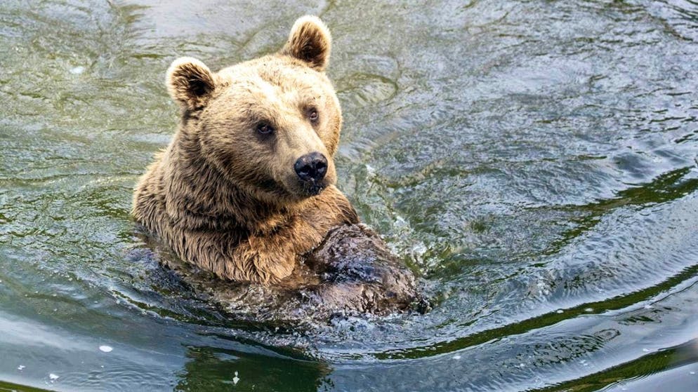 Takis will have to wait a little longer to meet the two new female brown bears. (archive picture)