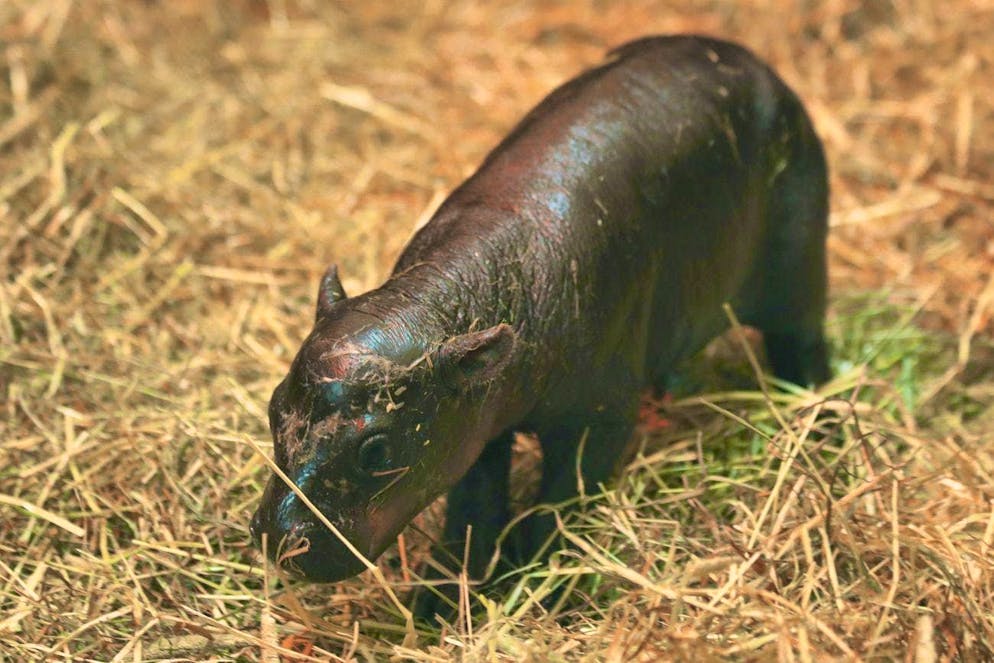 Here comes Haggis: Edinburgh Zoo welcomed a little pygmy hippopotamus on October 30. The baby animal is already a star.