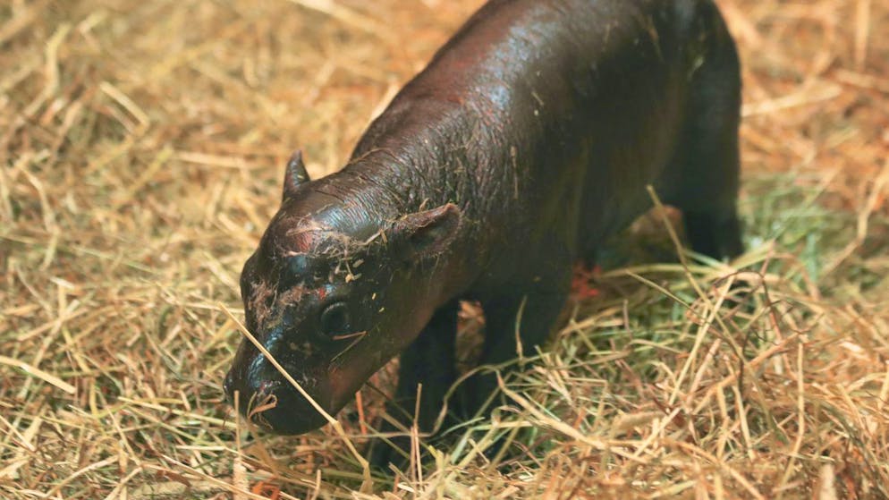 Animal offspring in Scotland. Baby pygmy hippopotamus Haggis is so cute