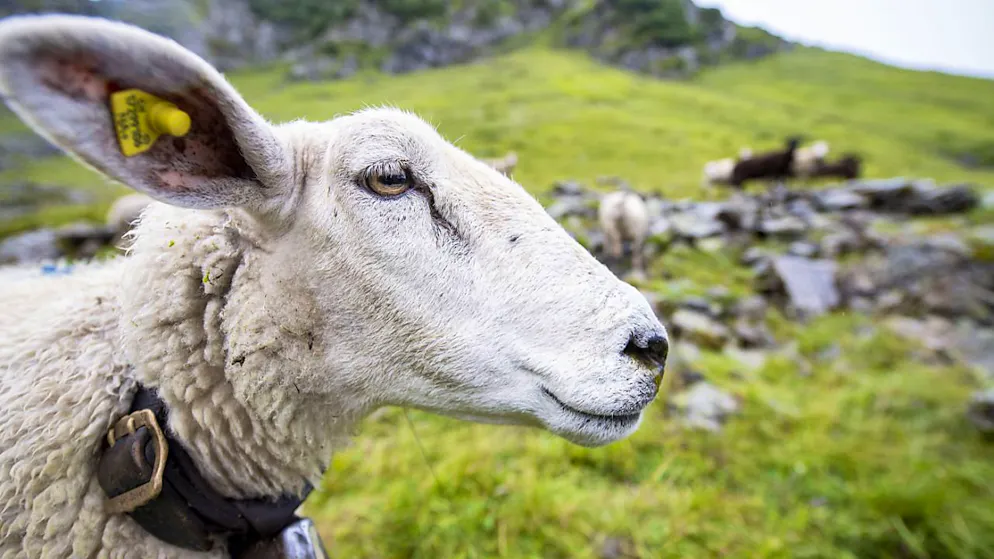 Tant les moutons que les chèvres trient leur nourriture, selon cette étude (archives).