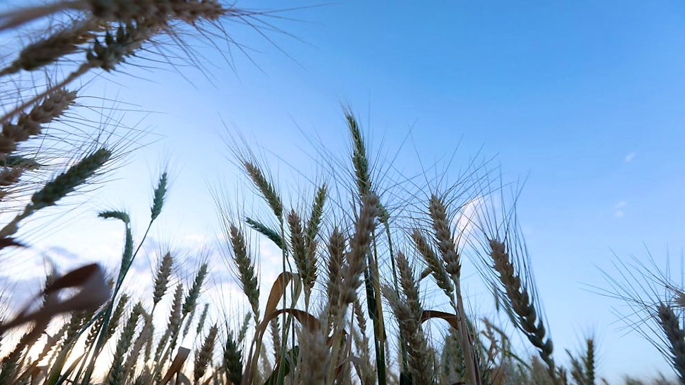 I prezzi delle materie prime agricole vengono monitorati costantemente.