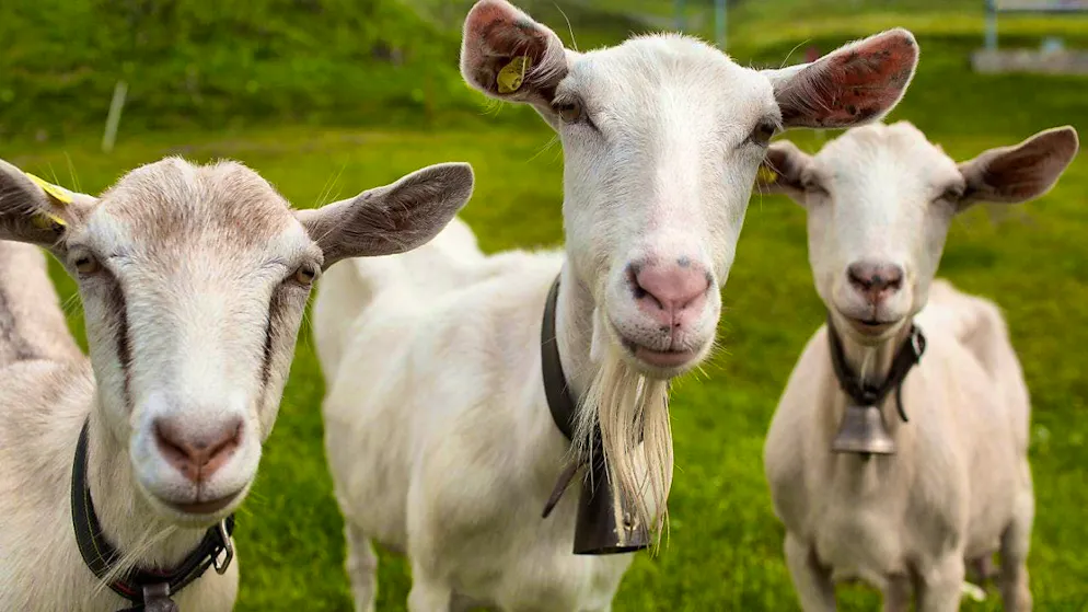 Goats fight over food more often than sheep. (archive picture)