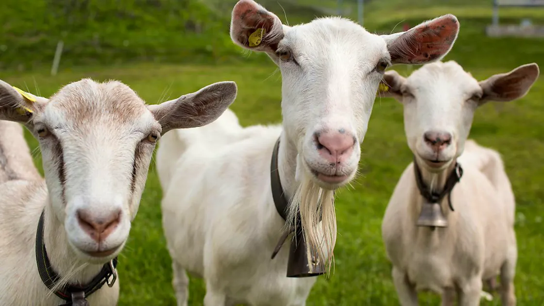 Animals: Selective feed intake in sheep and goats changes rations ...