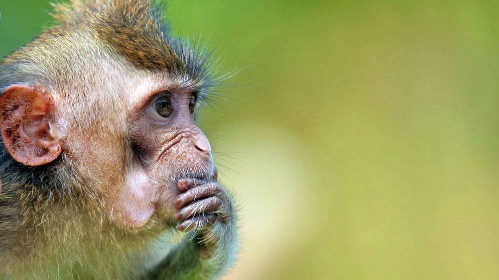 Queste scimmie sono tranquille, a meno che non abbiano fame. (foto d'archivio)