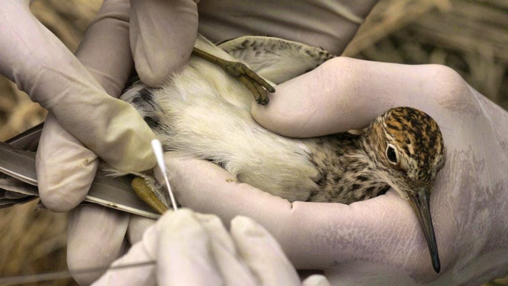 Avian influenza H5N1 is currently widespread in wild birds around the world. (archive picture)