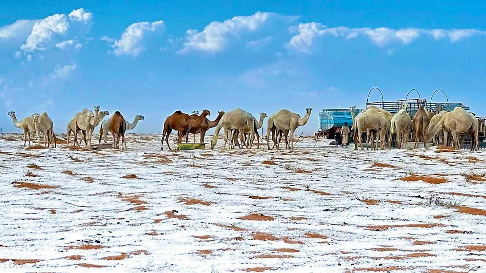 dpatopbilder - Snow surrounds camels on their farm in the province of Al Jawf, in northern Saudi Arabia. Photo: STR/AP/dpa