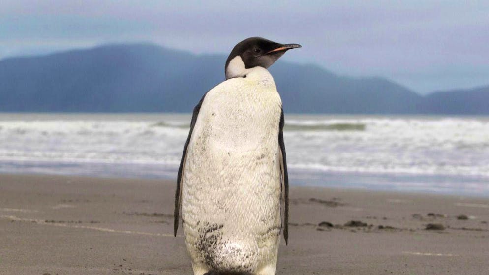 The emperor penguin "Gus" stranded in southwest Australia. (symbolic image)