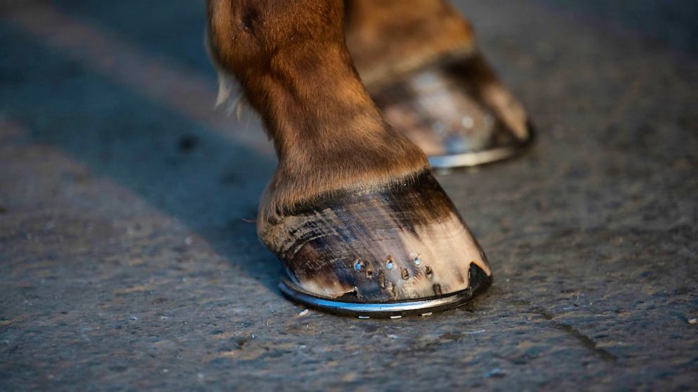 Brutta avventura per due persone su una carrozza trainata da un cavallo imbizzarrito. (Immagine d'archivio).