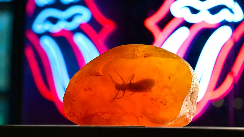 A German research team has discovered amber in Antarctica for the first time. (symbolic image)