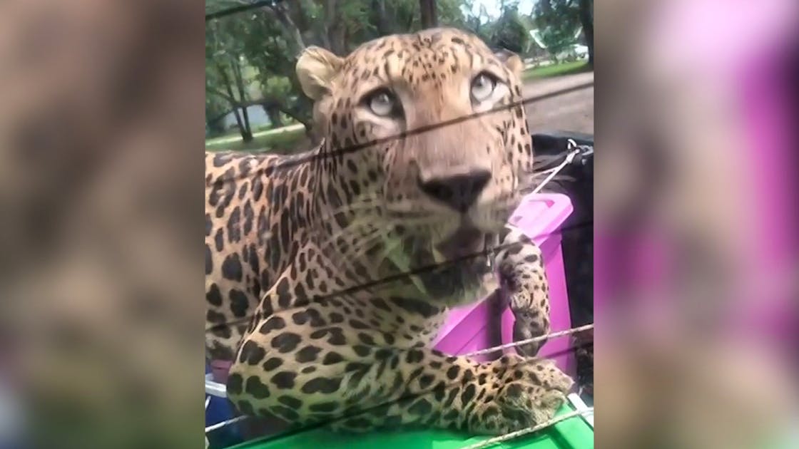 Who cares?: This leopard doesn’t care about anything