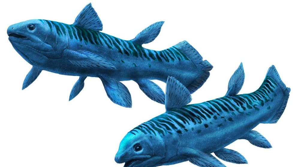 Reconstitution de la nouvelle espèce, Graulia branchiodonta.