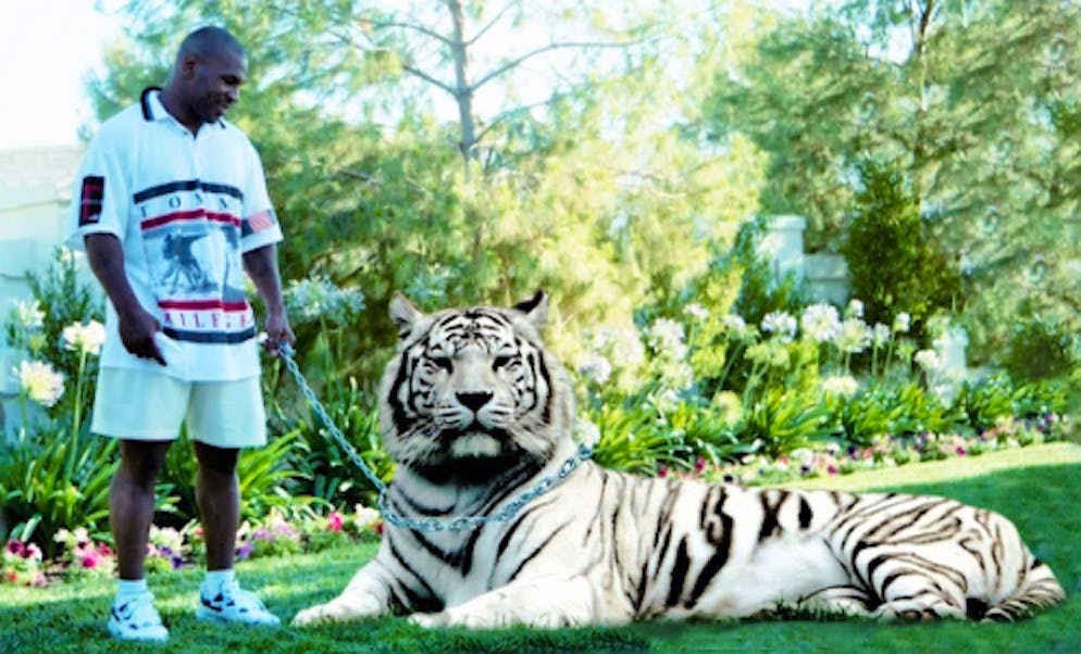 Eine unschlagbare Kombi: Mike Tyson führt einen Tiger an der Leine.