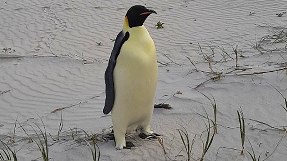 Il pinguino è arrivato sulle spiagge di sabbia dell'Australia.